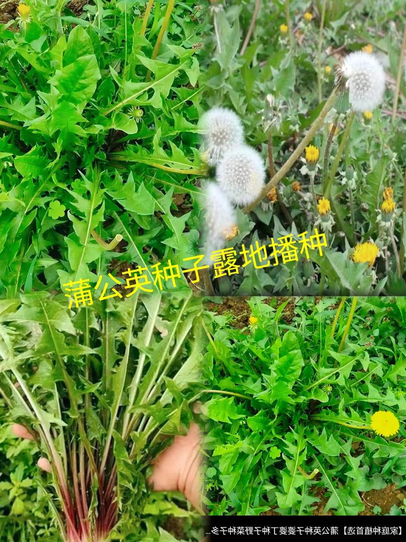 蒲公英怎么种植，蒲公英怎么种植方法？-第3张图片-优品飞百科