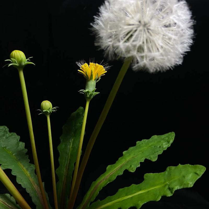 蒲公英怎么种植，蒲公英怎么种植方法？-第4张图片-优品飞百科