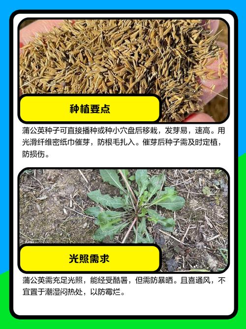 蒲公英怎么种植，蒲公英怎么种植方法？-第6张图片-优品飞百科