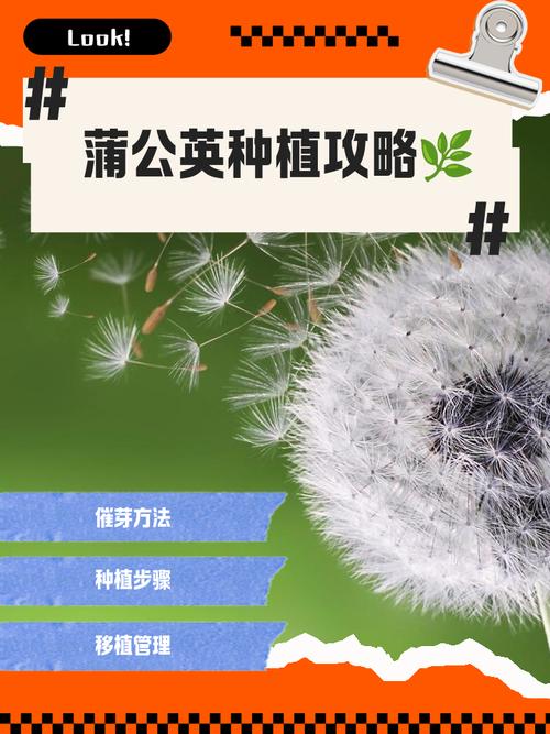 蒲公英怎么种植，蒲公英怎么种植方法？-第7张图片-优品飞百科