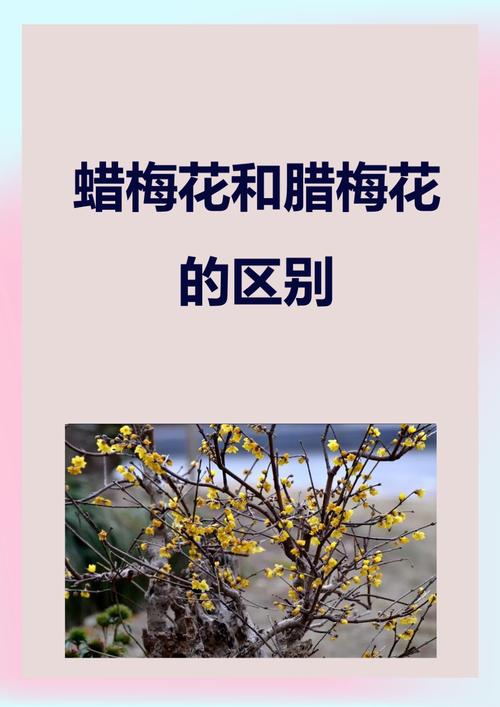 腊梅的花语和象征，腊梅的花语到底是什么