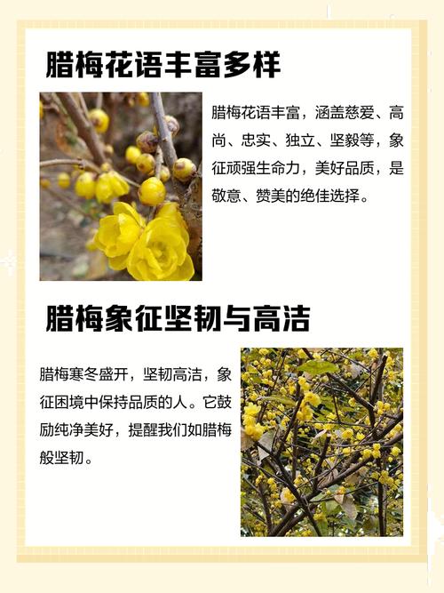 腊梅的花语和象征，腊梅的花语到底是什么-第2张图片-优品飞百科