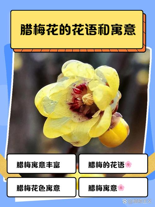 腊梅的花语和象征，腊梅的花语到底是什么-第5张图片-优品飞百科