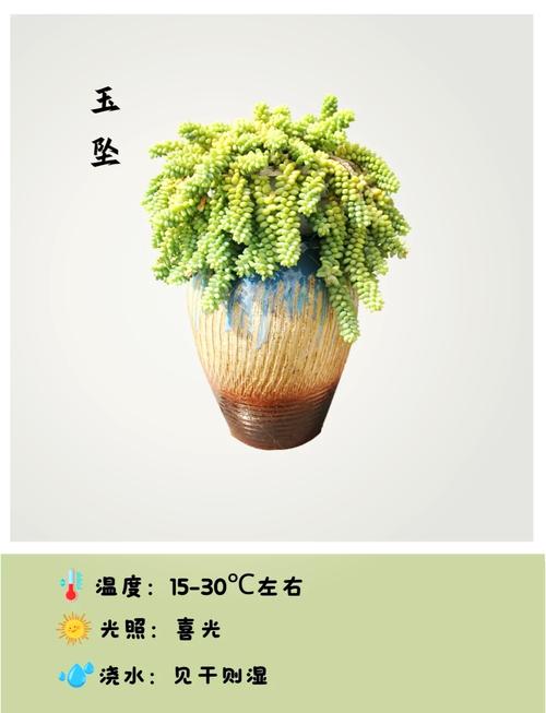 子持年华黄叶的原因和处理办法，子持年华多肉怎么叶插？-第4张图片-优品飞百科
