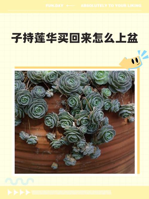子持年华黄叶的原因和处理办法，子持年华多肉怎么叶插？-第5张图片-优品飞百科
