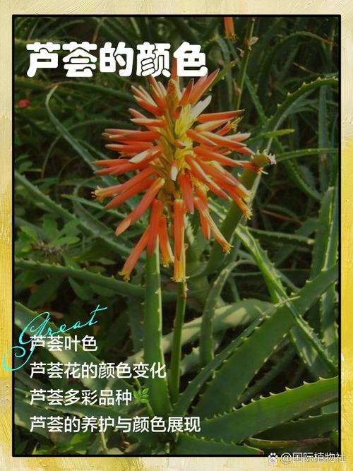 海虎兰有毒吗，海虎兰怎么修剪