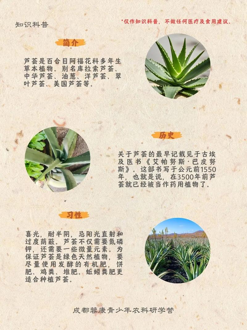 海虎兰有毒吗，海虎兰怎么修剪-第2张图片-优品飞百科