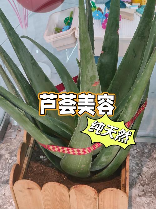 海虎兰有毒吗，海虎兰怎么修剪-第5张图片-优品飞百科