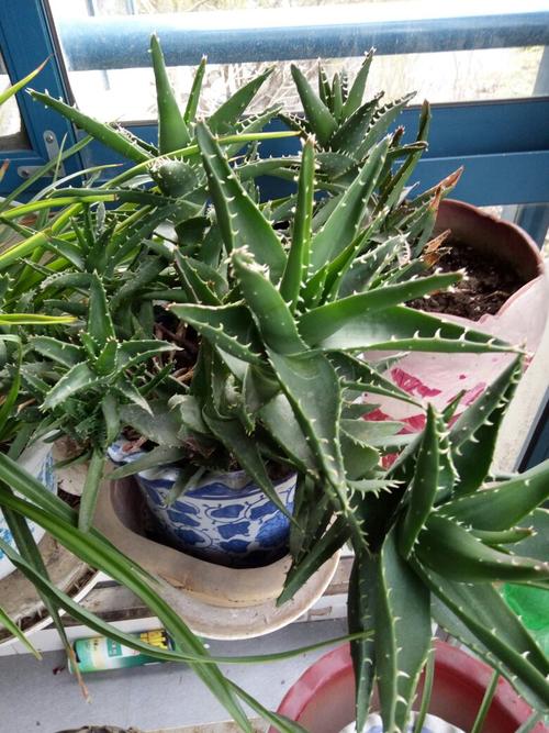 海虎兰有毒吗，海虎兰怎么修剪-第6张图片-优品飞百科