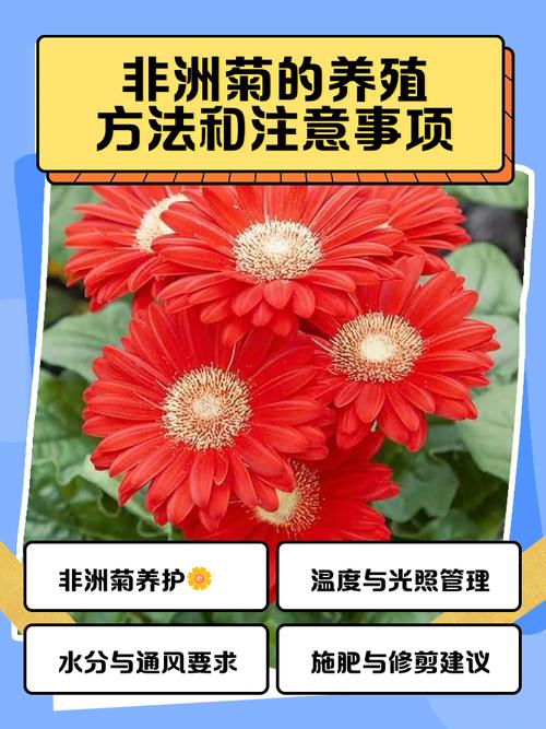 非洲菊的应用价值，非洲菊的用途