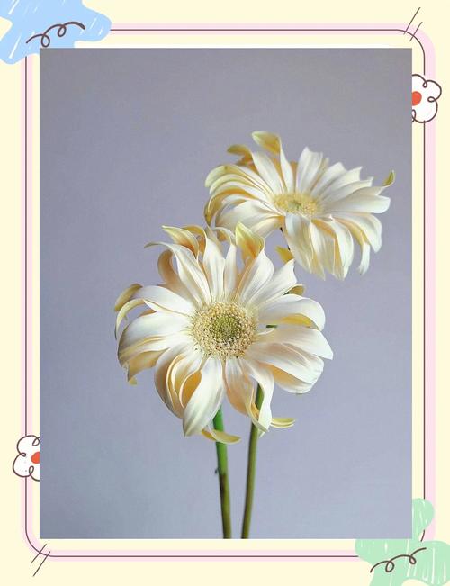 非洲菊的应用价值，非洲菊的用途-第2张图片-优品飞百科