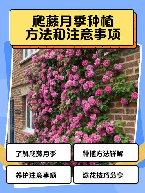 藤本月季怎么养？藤本月季怎么养才长得好？