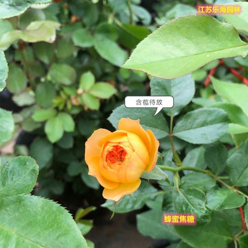 藤本月季怎么养？藤本月季怎么养才长得好？-第3张图片-优品飞百科