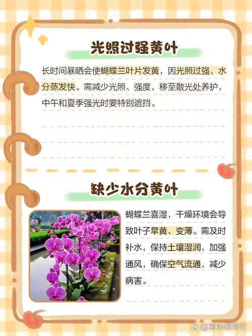 蝴蝶兰叶子发黄怎么办，蝴蝶兰叶子发黄怎么办小妙招？