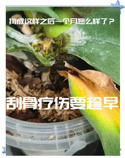 蝴蝶兰叶子发黄怎么办，蝴蝶兰叶子发黄怎么办小妙招？-第2张图片-优品飞百科