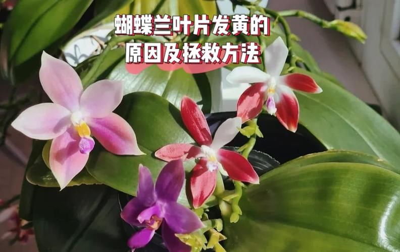 蝴蝶兰叶子发黄怎么办，蝴蝶兰叶子发黄怎么办小妙招？-第5张图片-优品飞百科
