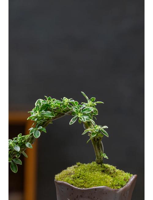 六月雪的养殖方法和注意事项，红花六月雪的养殖方法和注意事项？-第3张图片-优品飞百科