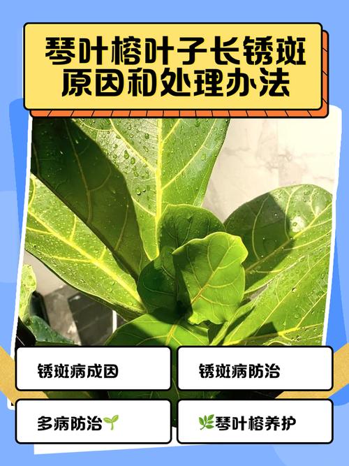 榕树叶子发黄怎么办？榕树叶子发黄掉叶子是什么原因？