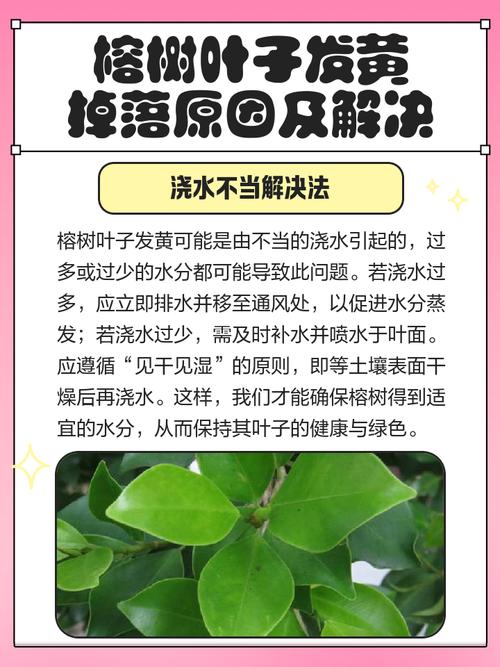 榕树叶子发黄怎么办？榕树叶子发黄掉叶子是什么原因？-第2张图片-优品飞百科