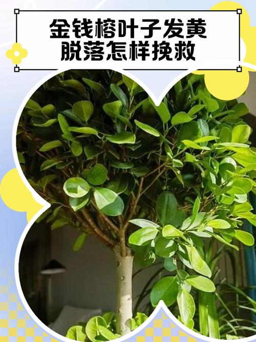 榕树叶子发黄怎么办？榕树叶子发黄掉叶子是什么原因？-第3张图片-优品飞百科