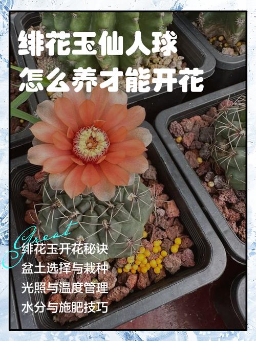 仙人球怎么养长得快，仙人球怎么养才能又大又圆？