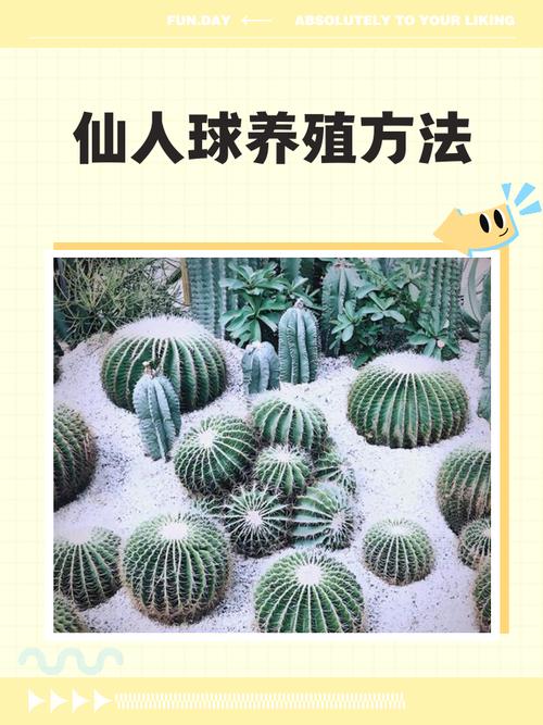 仙人球怎么养长得快，仙人球怎么养才能又大又圆？-第5张图片-优品飞百科