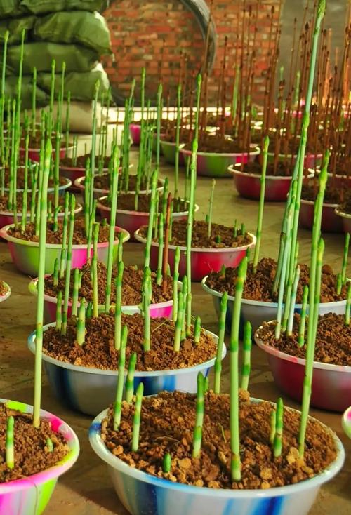 天麻的种植方法?天麻的种植方法及注意事项?-第2张图片-优品飞百科 天麻的种植方法?天麻的种植方法及注意事项?-第2张图片-优品飞百科