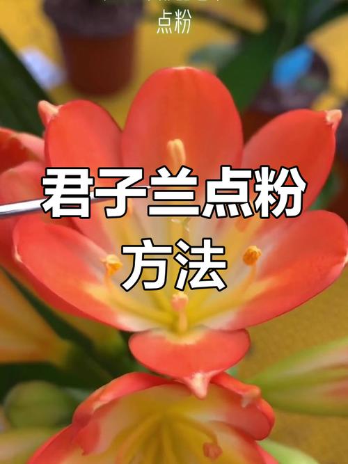 君子兰授粉方法的简单介绍