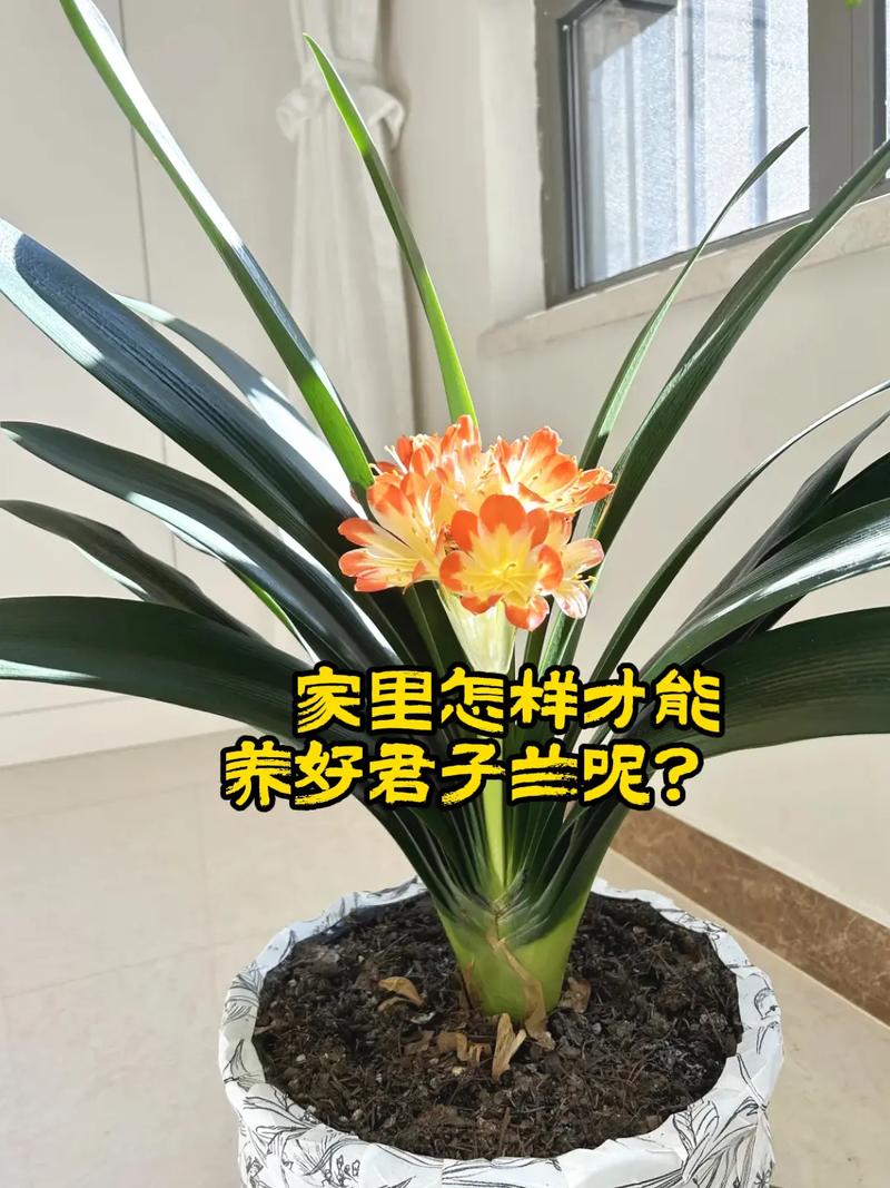 君子兰授粉方法的简单介绍-第2张图片-优品飞百科