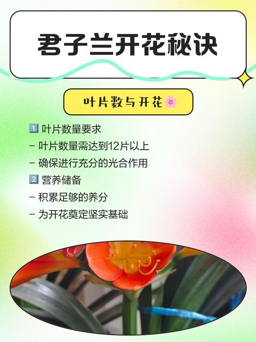 君子兰授粉方法的简单介绍-第3张图片-优品飞百科