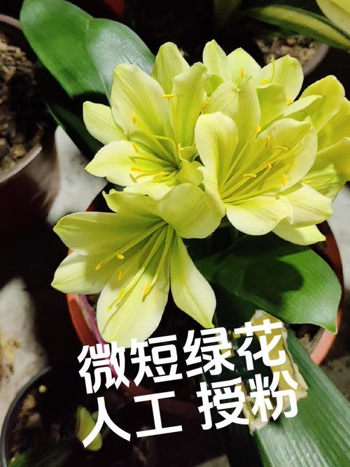 君子兰授粉方法的简单介绍-第4张图片-优品飞百科