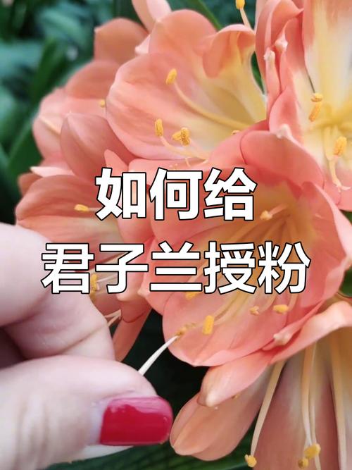 君子兰授粉方法的简单介绍-第5张图片-优品飞百科