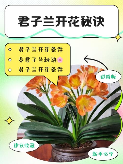 君子兰授粉方法的简单介绍-第7张图片-优品飞百科