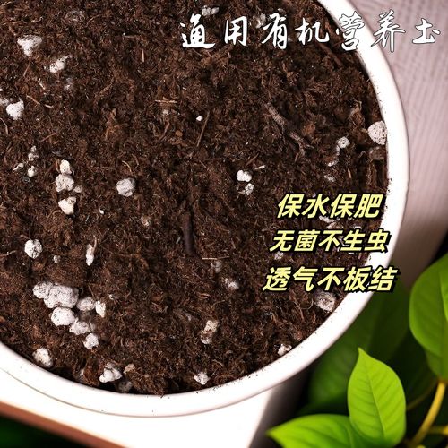 别买营养土了，营养土真的好吗-第2张图片-优品飞百科