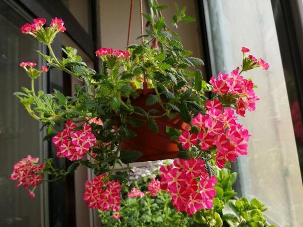 这3种花，叶子枯黄千万别扔，狠狠心全剪掉后新芽呼呼冒...？花卉叶子枯黄应该施什么肥？