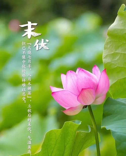 这3种花，叶子枯黄千万别扔，狠狠心全剪掉后新芽呼呼冒...？花卉叶子枯黄应该施什么肥？-第2张图片-优品飞百科