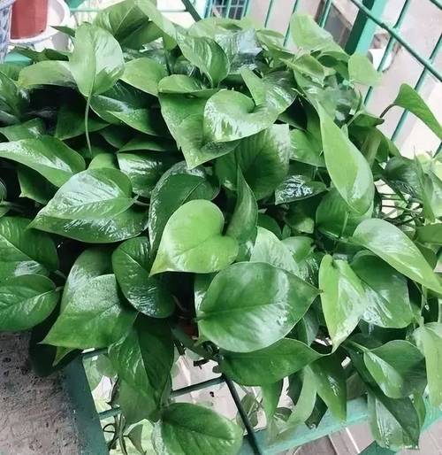 这3种花，叶子枯黄千万别扔，狠狠心全剪掉后新芽呼呼冒...？花卉叶子枯黄应该施什么肥？-第4张图片-优品飞百科