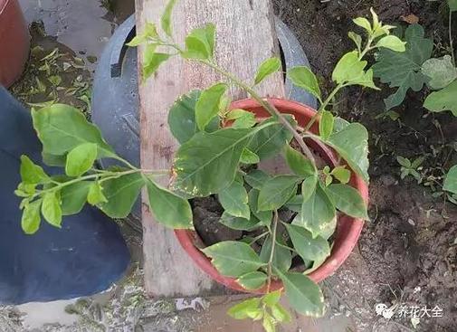 这3种花，叶子枯黄千万别扔，狠狠心全剪掉后新芽呼呼冒...？花卉叶子枯黄应该施什么肥？-第5张图片-优品飞百科