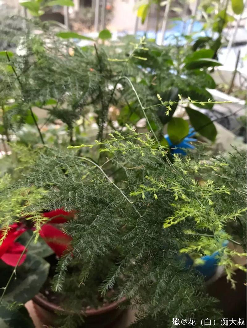 这3种花，叶子枯黄千万别扔，狠狠心全剪掉后新芽呼呼冒...？花卉叶子枯黄应该施什么肥？-第6张图片-优品飞百科