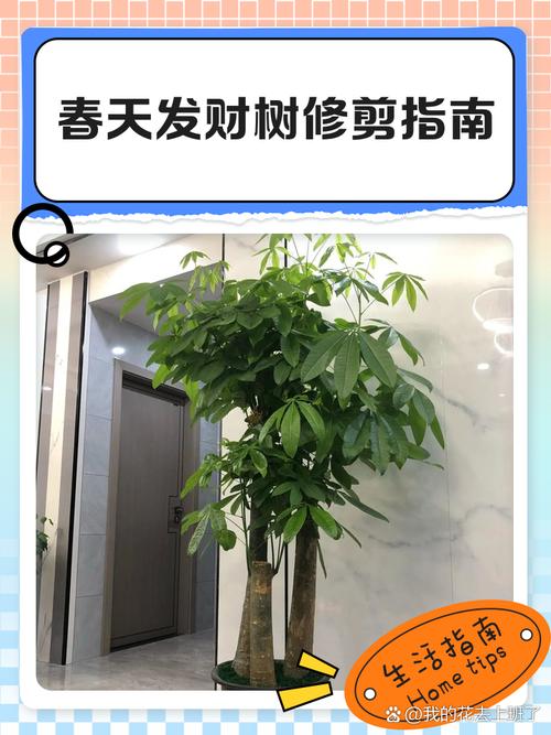 这3种花，叶子枯黄千万别扔，狠狠心全剪掉后新芽呼呼冒...？花卉叶子枯黄应该施什么肥？-第7张图片-优品飞百科