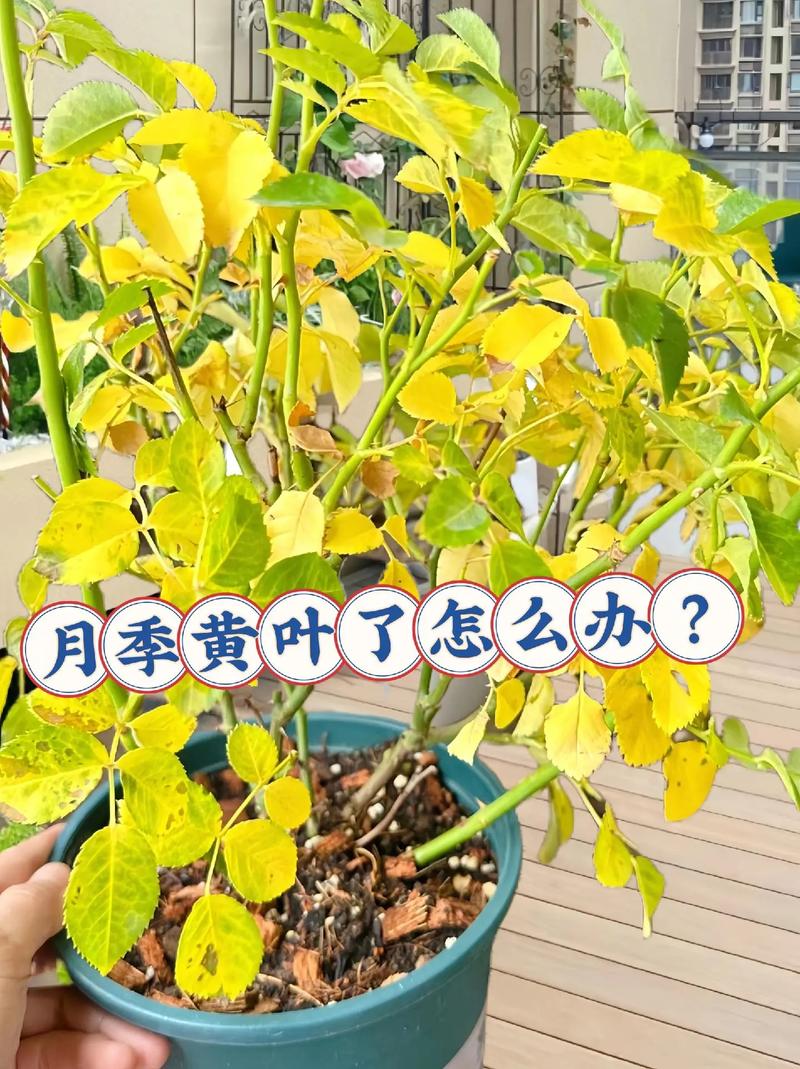 这3种花，叶子枯黄千万别扔，狠狠心全剪掉后新芽呼呼冒...？花卉叶子枯黄应该施什么肥？-第8张图片-优品飞百科