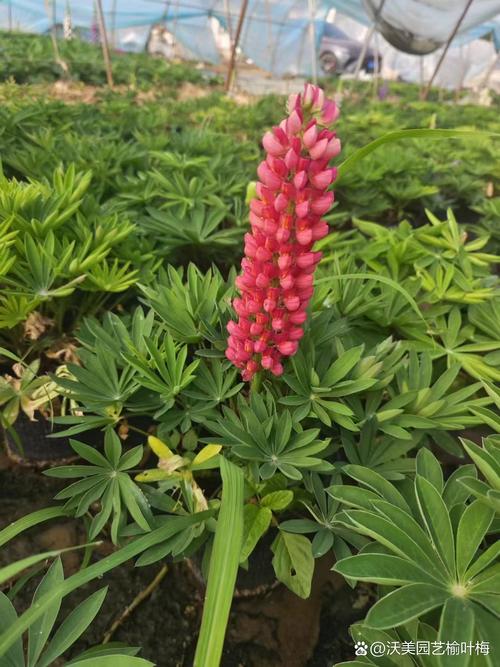 鲁冰花的品种大全，鲁冰花怎么样？-第2张图片-优品飞百科