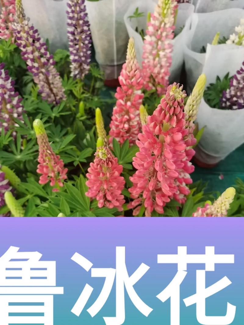 鲁冰花的品种大全，鲁冰花怎么样？-第3张图片-优品飞百科