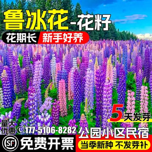 鲁冰花的品种大全，鲁冰花怎么样？-第8张图片-优品飞百科