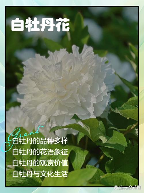 牡丹花在家养不吉利吗？牡丹花在家养有忌讳吗？-第6张图片-优品飞百科