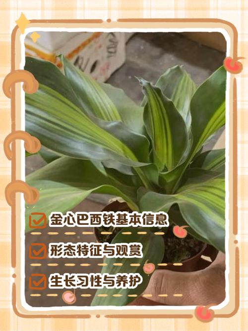 巴西铁和也门铁的区别，巴西铁 也门铁？-第2张图片-优品飞百科