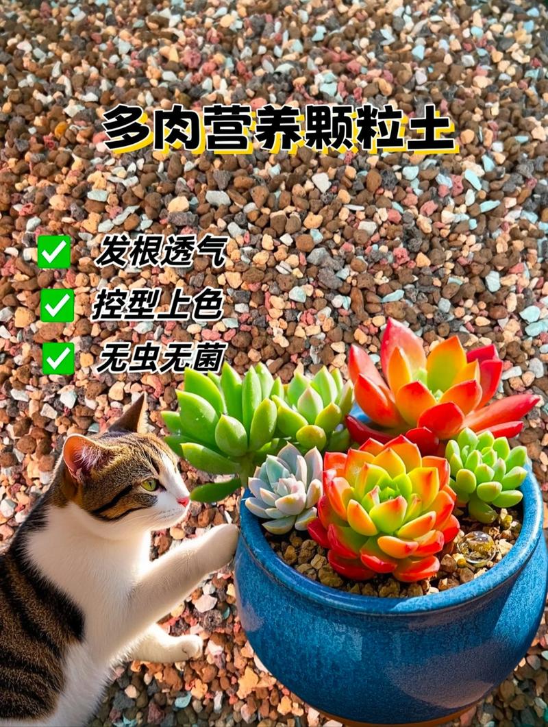 多肉怎么养长得快，多肉怎么养长得快又大？-第2张图片-优品飞百科