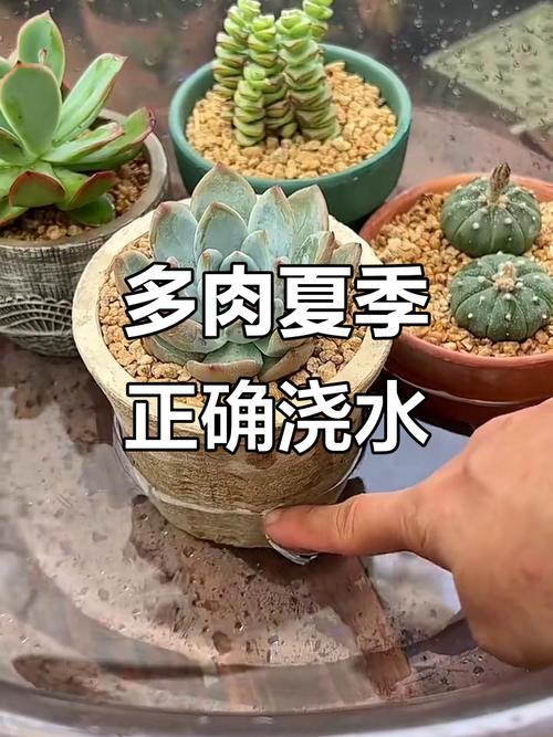 多肉怎么养长得快，多肉怎么养长得快又大？-第3张图片-优品飞百科
