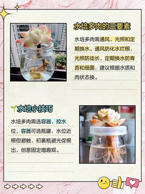 多肉怎么养长得快，多肉怎么养长得快又大？-第4张图片-优品飞百科