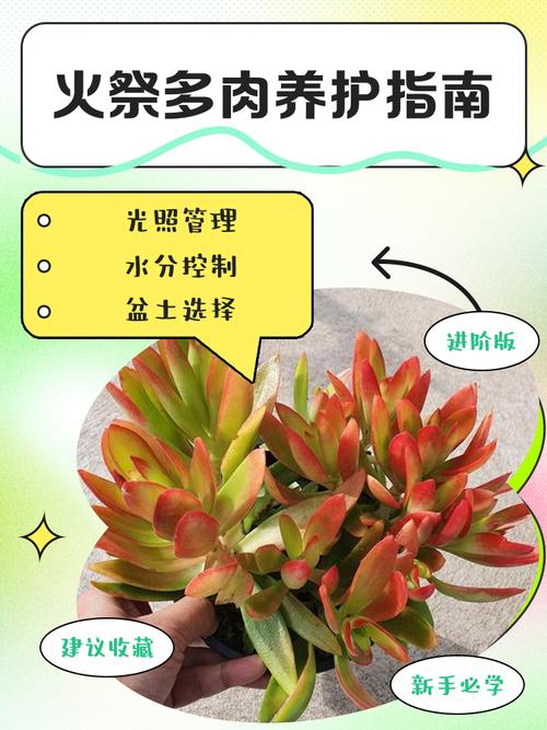多肉怎么养长得快，多肉怎么养长得快又大？-第5张图片-优品飞百科